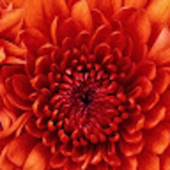 poulina_k